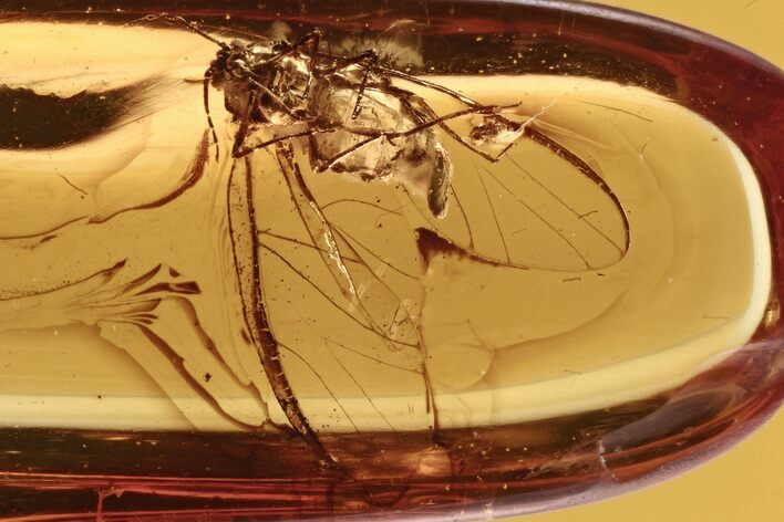 Fossil Aphid (Aphidoidea) Giving Birth in Baltic Amber #296872